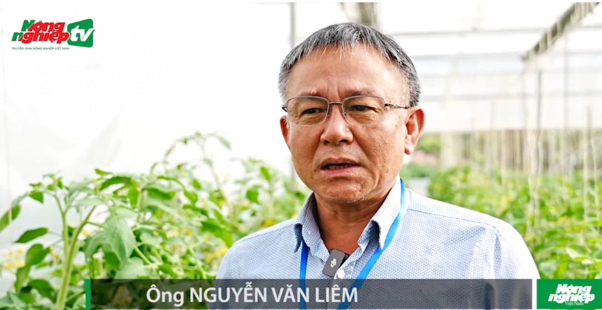 Khuyến cáo mới trong phòng trừ sâu đục lá cà chua Nam Mỹ